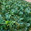 Artificial Hedge Panel Fake Leaves for Wall 100x100CM